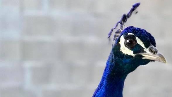 An Arizona winery mourns the untimely death of its peacock, celebrates brewhouse